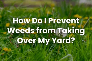 How Do I Prevent Weeds from Taking Over My Yard?