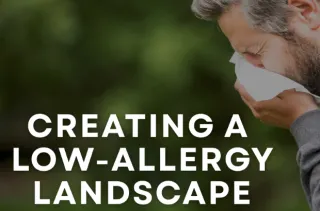 Creating a Low-Allergy Landscape: A Guide for Pollen-Sensitive Gardeners