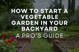 How to Start a Backyard Vegetable Garden | Pro Guide by C & K Landscaping