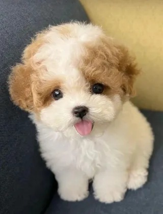 Why Dogs Truly Are a Human’s Best Friend