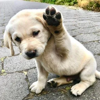 Top 10 Tips for Keeping Your Dog Happy and Healthy