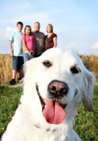 Best Dog Breeds for Families: Finding Your Perfect Furry Friend