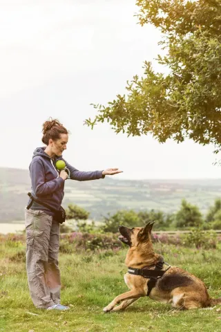 The Ultimate Guide to Training Your Dog: Tricks, Tips, and Techniques
