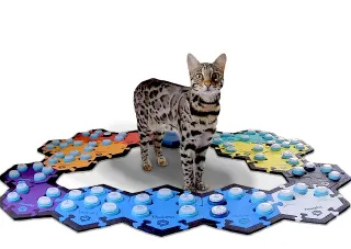 Meet Flounder: Talking Cat