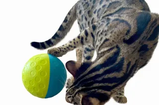 10 Engaging Pet Puzzle Games for Happy Pets