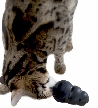 More Than Sleep: Inside a Cat’s Daily Needs