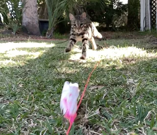 Why your cat will love the dog chasing toy too!