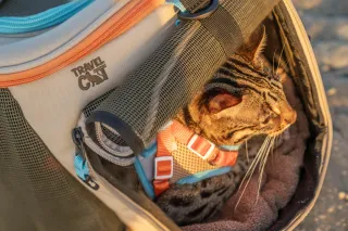Managing Reactivity in Pets: Signs and Effective Solutions
