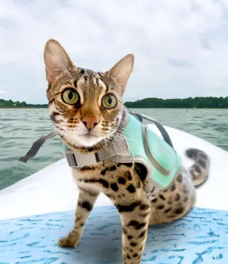 Cat Life Vest: Your Essential Gear for Water Fun