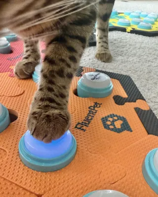 Discover Talking Pet Buttons