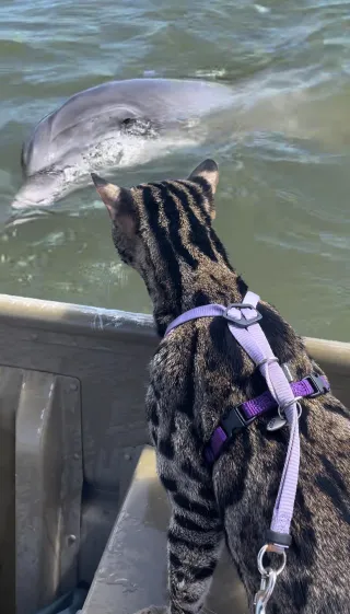 How to Teach My Cat to Like Water: Step-by-Step Guide