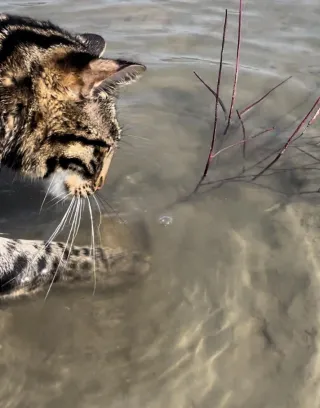 Meet the Cat That Likes Water: A Unique Personality