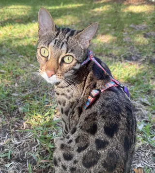 Cat Harness Training: Unlock the Secrets Today