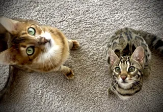 Teaching Cats to Keep “4 on the Floor”: How I Stopped Counter Surfing
