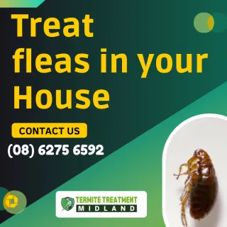 How to Control Fleas In Your Home & On Your Pets