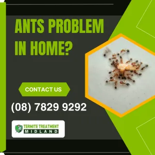 Common Types Of Ants In Midland