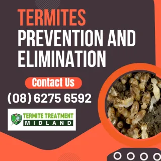 How To Identify Termites & Verify Extermination In  Midland
