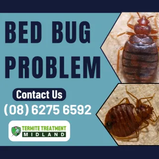 Hotel & Airbnb Bedbug Problem