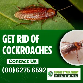 Tackling the Rise of Cockroaches