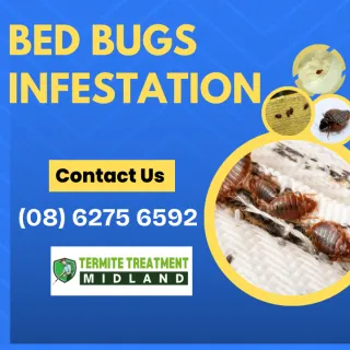 Why Your House Has Been Infested with Bedbugs in 2025