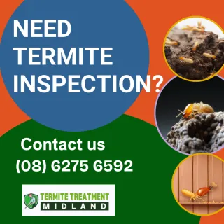 Reasons You Should Have a Termite Inspection Every Year