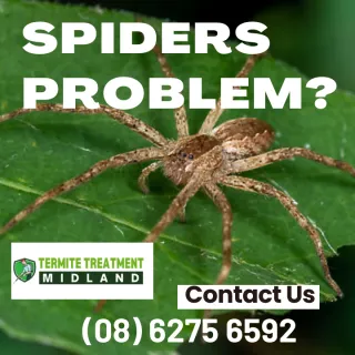 4 Reasons why spiders are attracted to your home