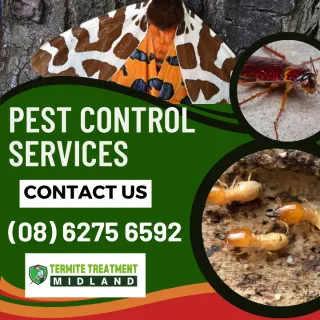 Nocturnal Pests  Creatures of the Night