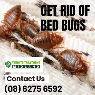 Am I Being Bitten By Bedbugs