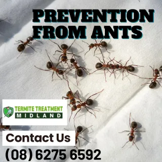 How Can I Prevent Ants?