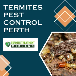 What Attracts Termites To Your Home?
