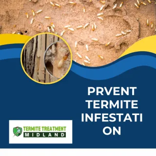 What Do Termites Look Like?