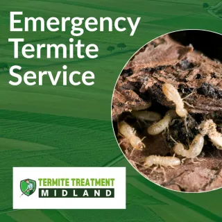 Emergency Termite Treatment Service Available Near You