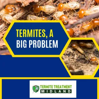 ARE TERMITES A PROBLEM