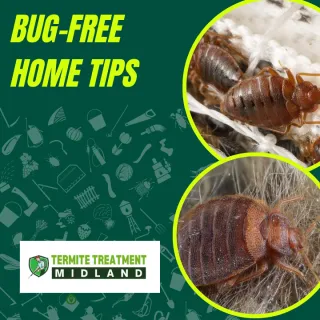 Proven Ways to Eliminate Bed Bugs from Your Home Fast