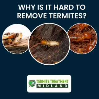 Why is it hard to remove termites?