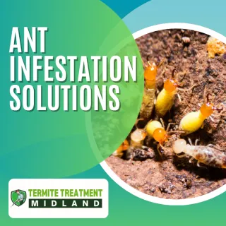 White Ant Bait Stations: Are They Effective for Infestations?