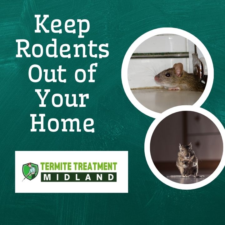 What to Do About Rodents in Your Home