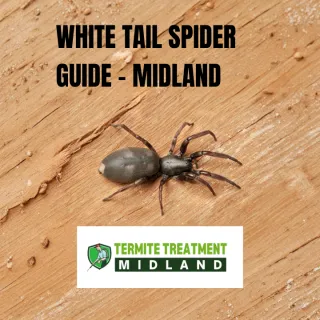 The Truth About White Tail Spiders in Midland