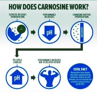 What is Beta-Alanine?