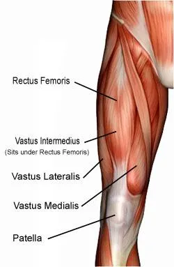 How to get Sexy Legs and Thighs (how to shape your quads)