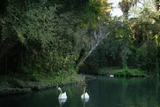 Discover Serenity at The Huntington Japanese Garden