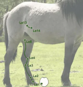 The Liver Meridian of the Horse