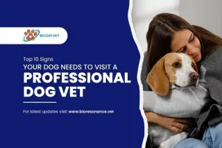 Top 10 Signs Your Dog Needs to Visit a Professional Dog Vet