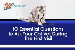 Top 10 Essential Questions to Ask Your Cat Vet for Best Care