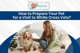 Top Tips to Prepare Your Pet for a Visit to White Cross Vets