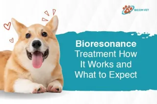 Bioresonance Treatment Benefits, Process, and Risks