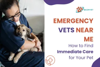 Emergency Vets Near Me: Fast, Reliable Pet Care