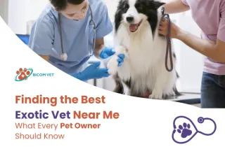 Best Exotic Vet Near Me – Expert Care for Unique Pets