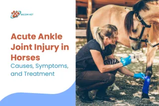 Acute Ankle Joint Injury in Horses: Signs & Care