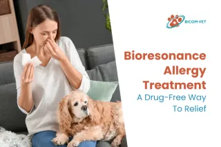 Bioresonance Allergy Treatment: Safe & Effective Relief